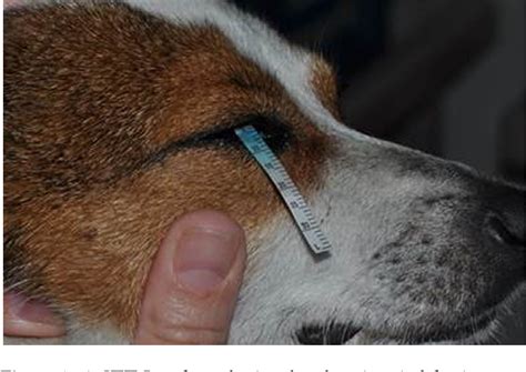 tear test for dogs|schirmer tear test results.